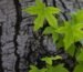 green maple leaf on brown tree trunk